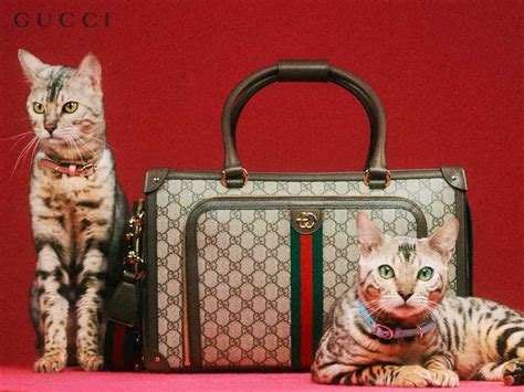 gucci chat|gucci online chat.